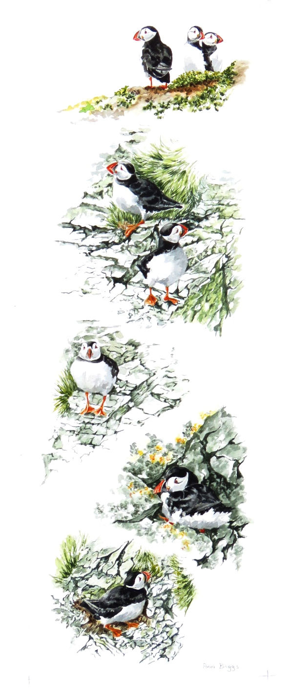 Stack of Puffins